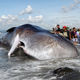 Un cachalote hallado muerto en una playa de Indonesia en 2016.
